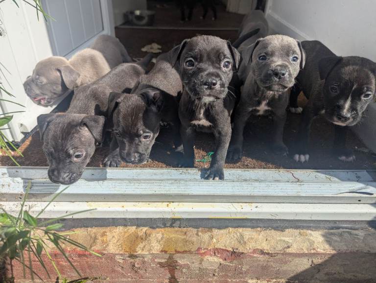 Outstanding "old-time" Black/Blue Staffordshire Bull Terrier puppies *Rare*