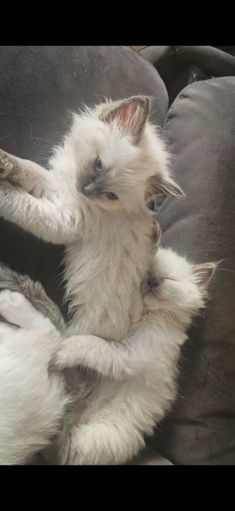 Ragdoll kittens *2 girls left*