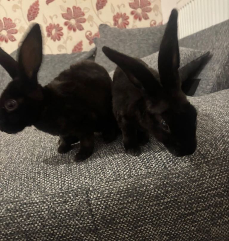 Two female Rex rabbits 