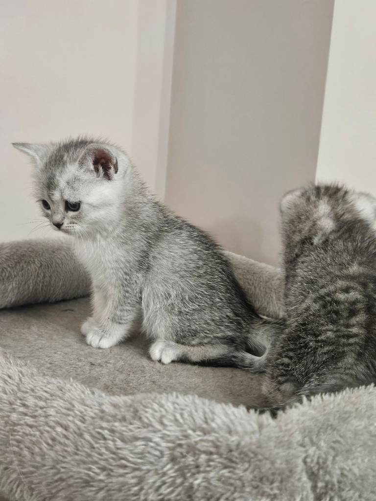British shothair tabby kittens 