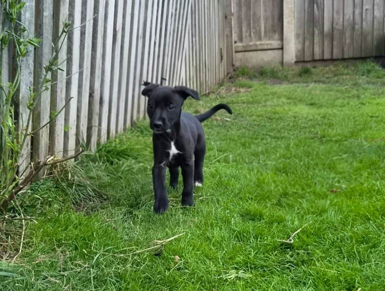 Lurcher pups