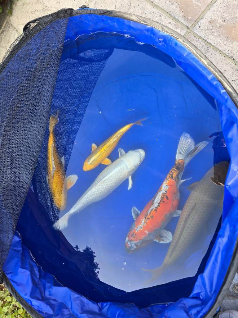 Koi Carp for Sale 