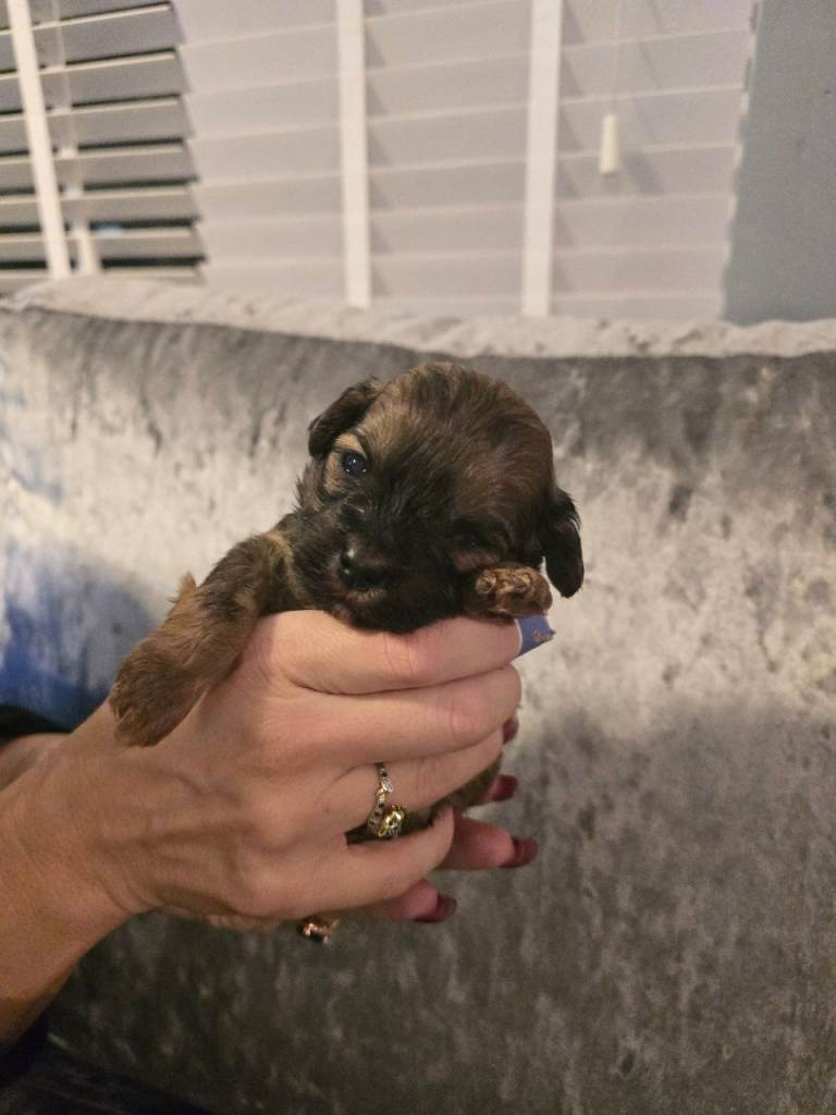 Shihpoo pups looking for forever homea