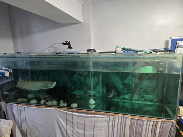 2m FISH TANK SET UP WITH 2 TROPICAL FISHES