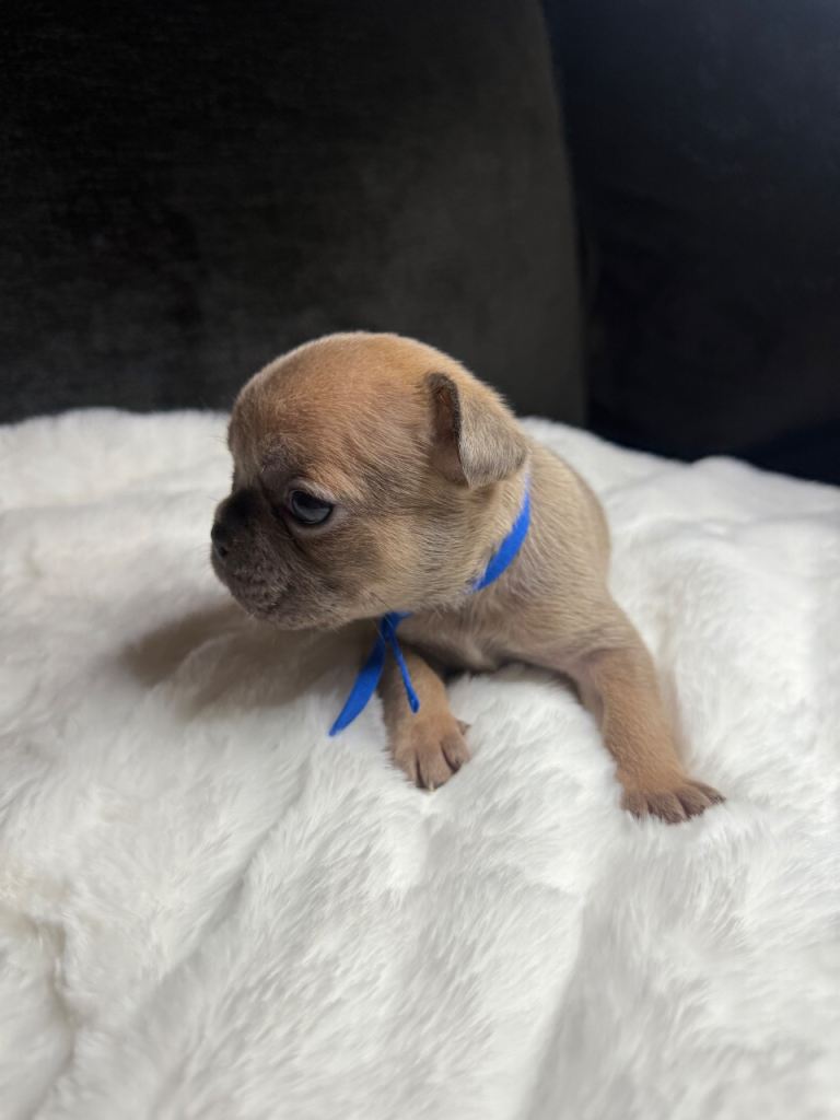 Beautiful French Bulldog Puppies 