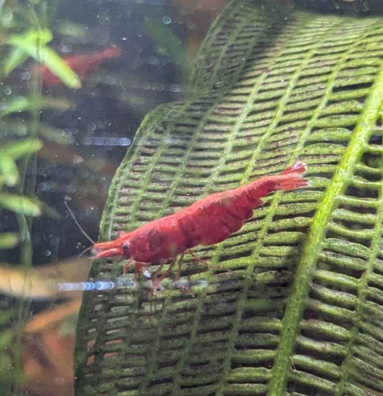 image for Neocaridina Red Cherry Shrimp x10 