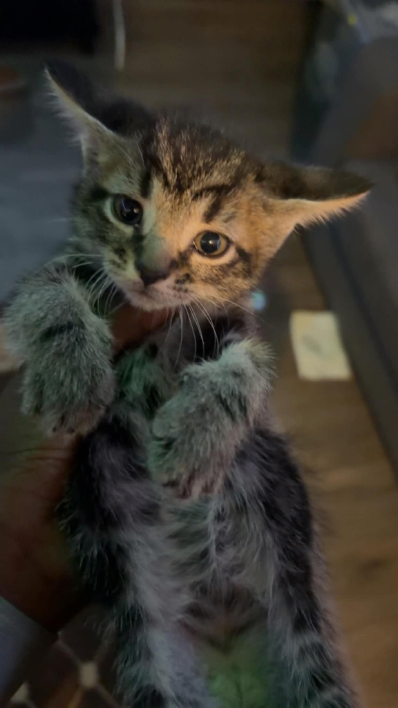Adorable Tabby and White Kittens Looking for Loving Homes