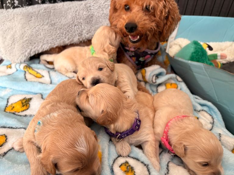 Maltipoo 