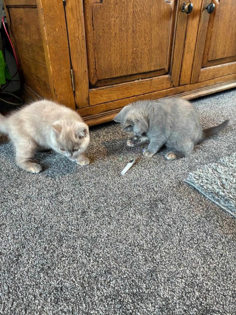 4 Gorgeous kittens BSH and 1 BLH TICA REGISTERED