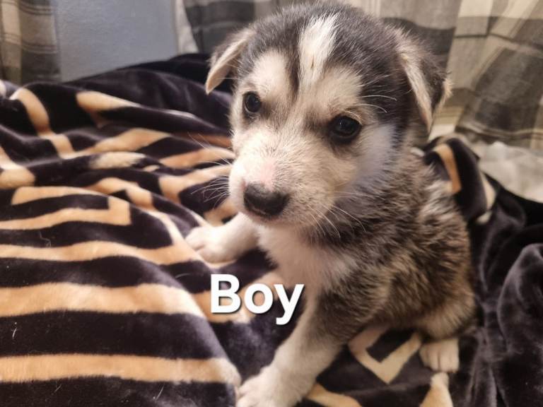 Shepsky pups forsale 