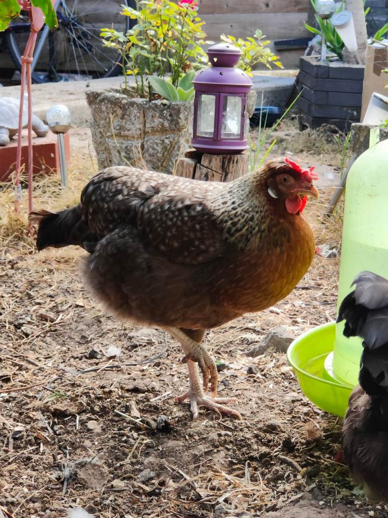 Healthy 6 Month Old Free Range Hens Already Laying Fresh Eggs Every Day