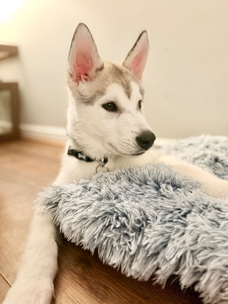 Male Siberian Husky Puppy