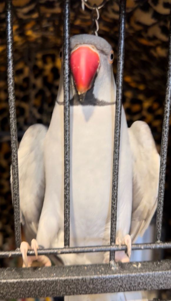 Lost Parrot 