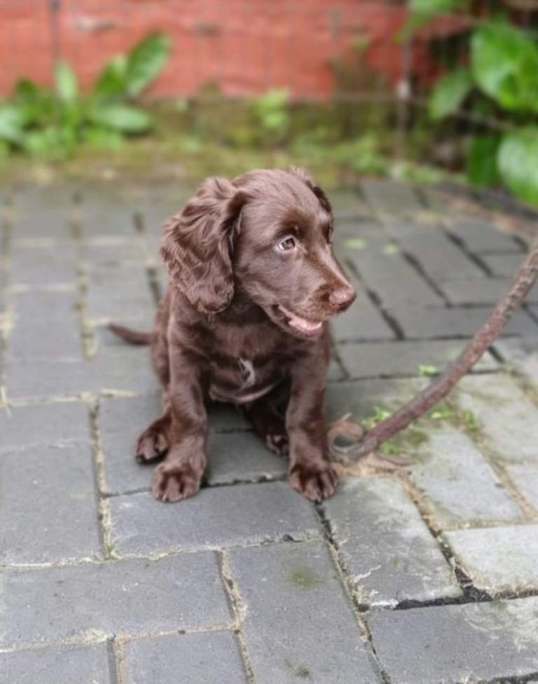 Last beautiful chocolate Cockapoo girl looking for loving home