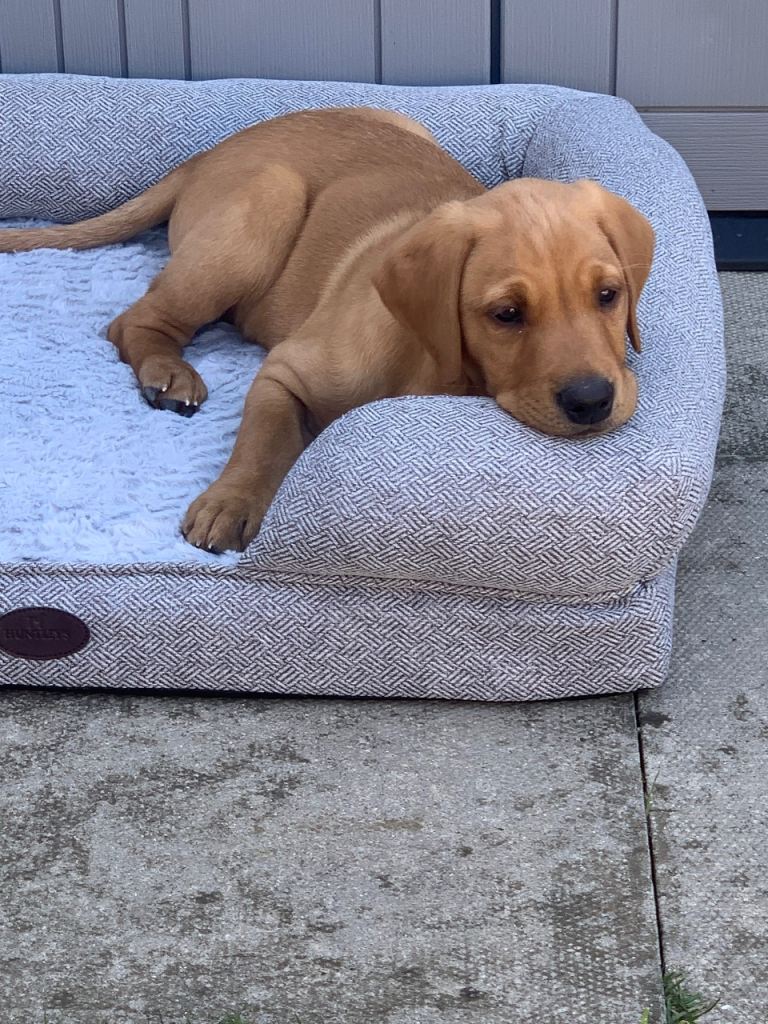 Fox red male Labrador retriever 