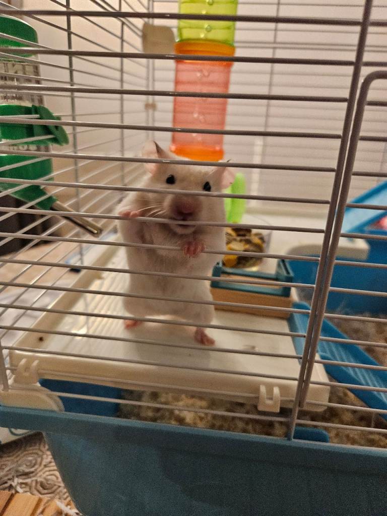 Syrian Hamster and Cage for Sale
