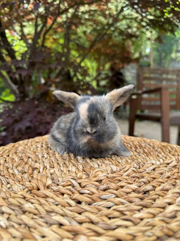 Super Friendly Harlequin Mini Lop Bunnies