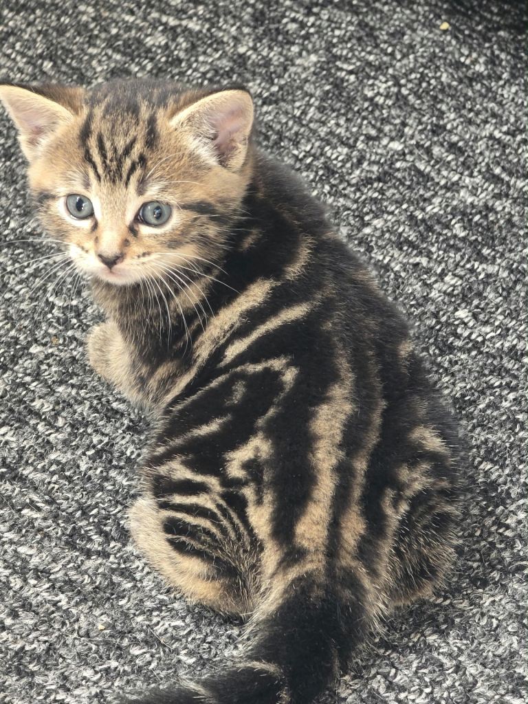 Reserved - Rare print Cute Kittens for sale