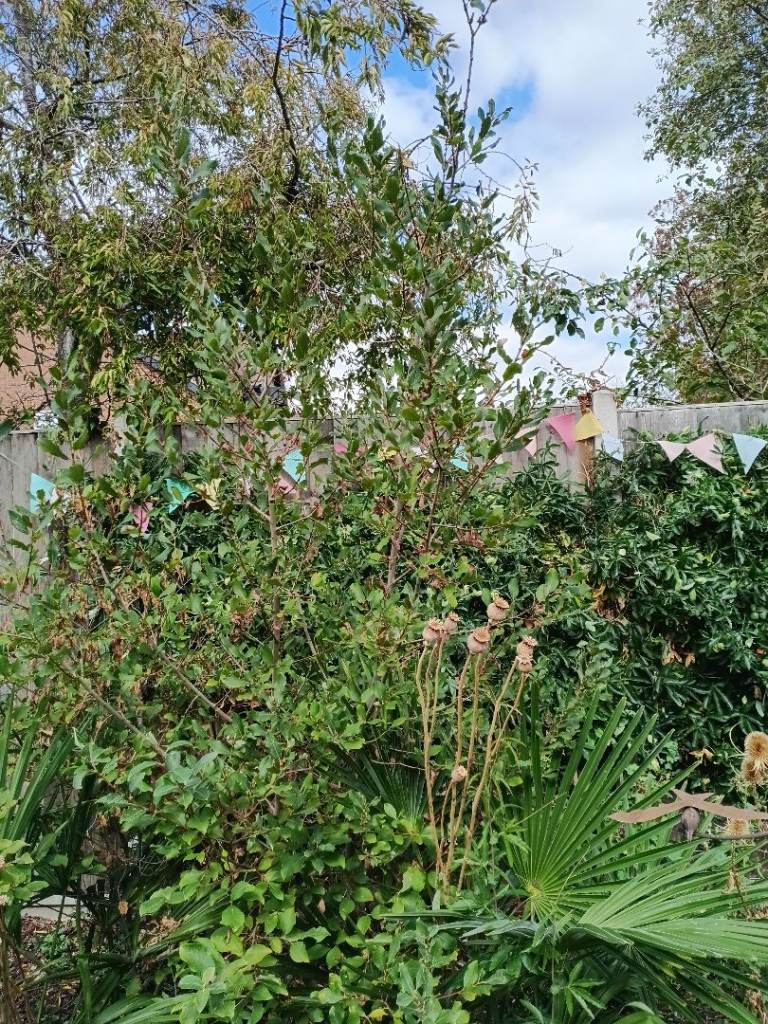 Free Hazel Trees, Irises, Buddleia