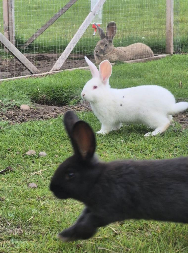 New Zealand Rabbits 