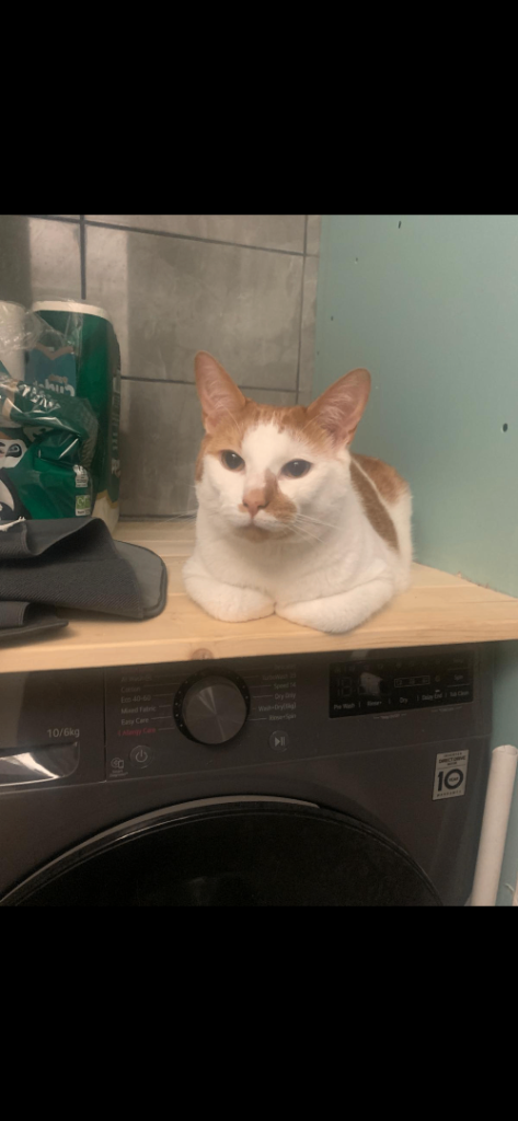Ginger & White LOAF Cat - Ready for a Loving Home! 😻