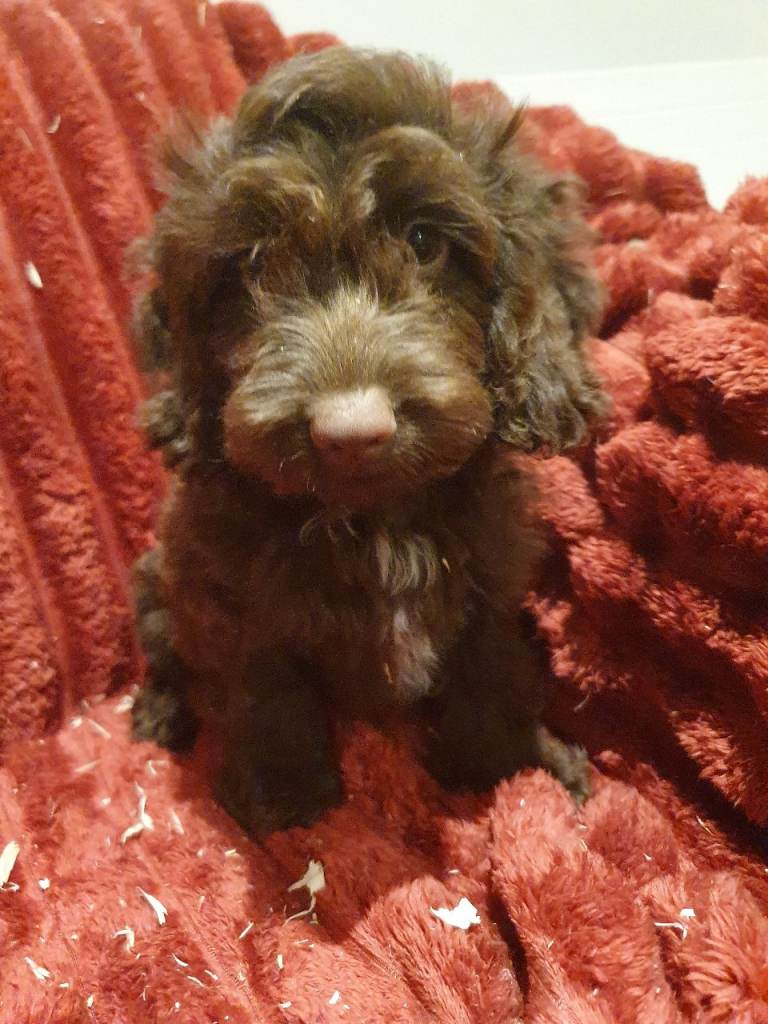 Cockapoo puppies: chocolate, choc merle and cream