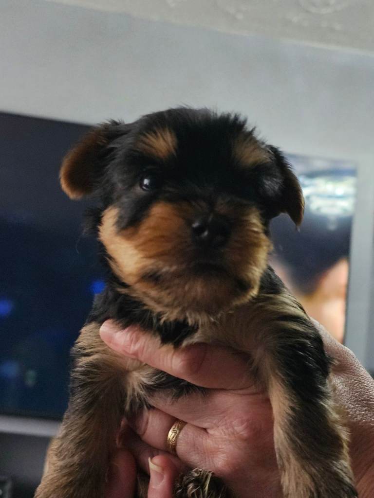 4 male Yorkshire terrier puppies for sale 