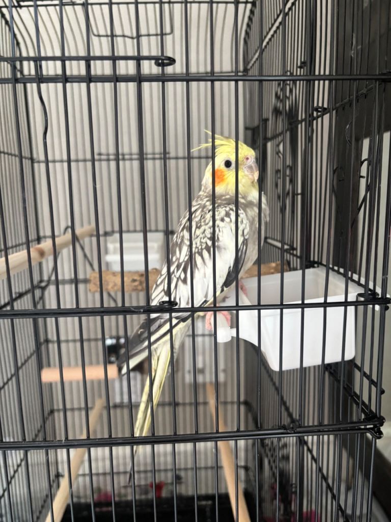 Female cockatiel