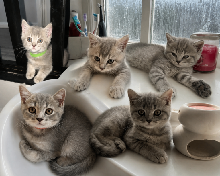 🐾Beautiful British Shorthair × British Longhair🐾