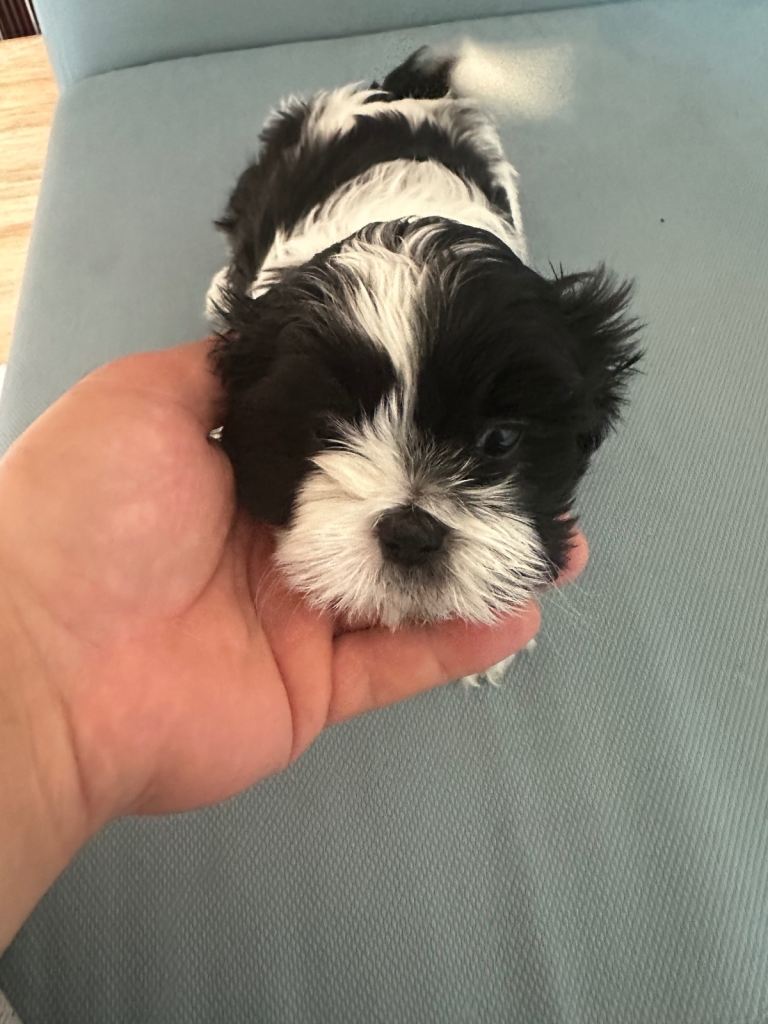 Lovely puppies 