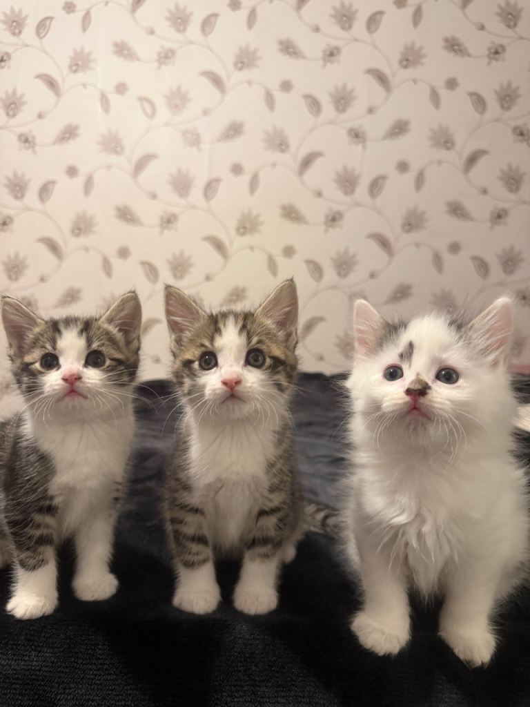  Kittens Ready For Forever home