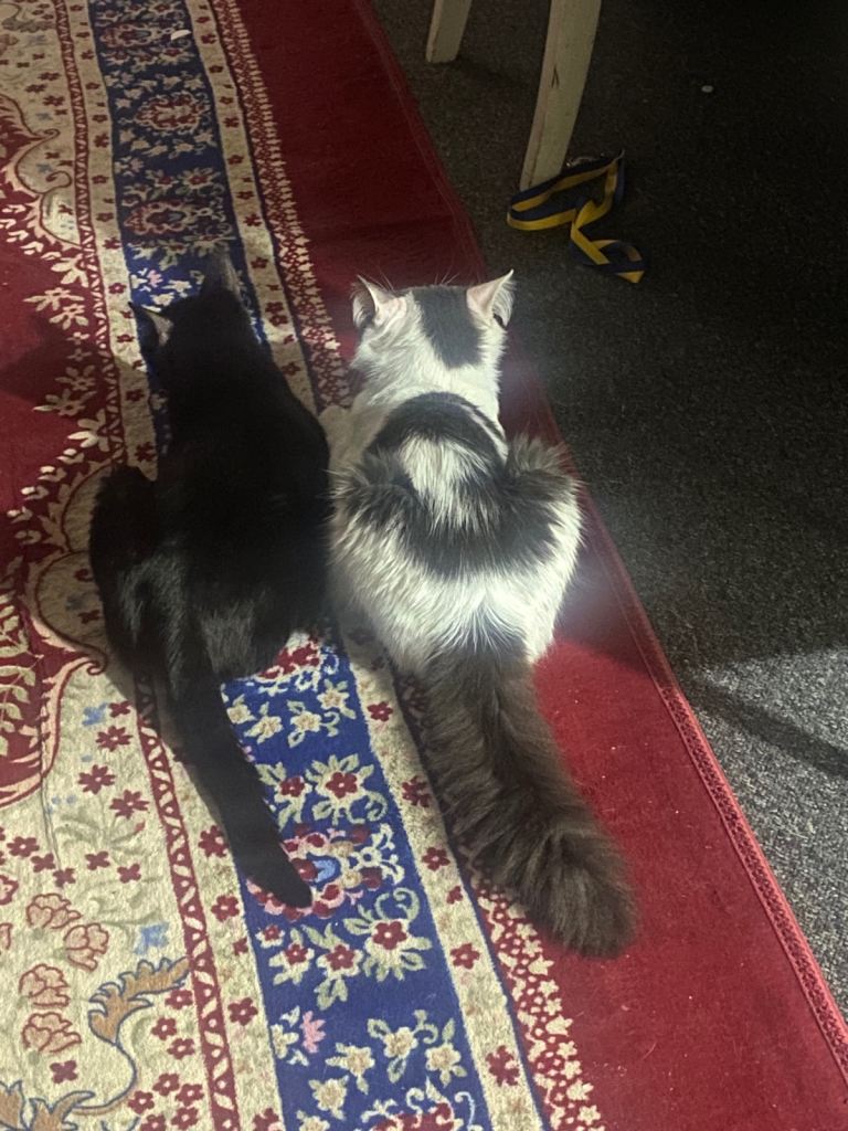 Kittens