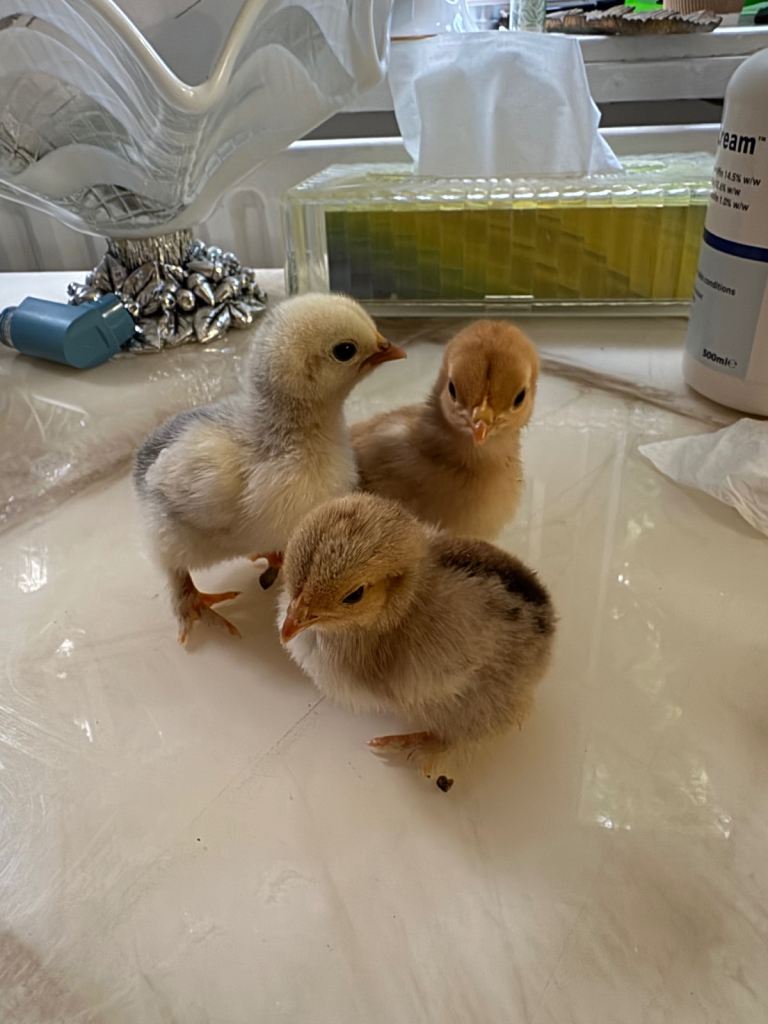 Chicks 