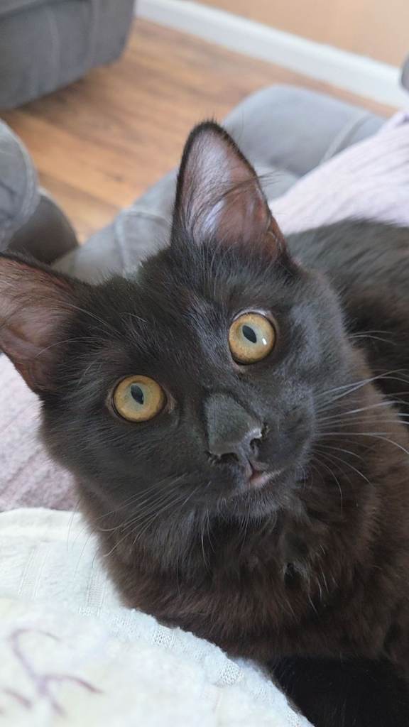 Male black kitten