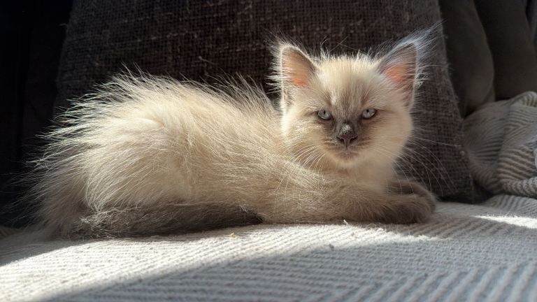 Pure Ragdoll Kittens- 1 female remaining 
