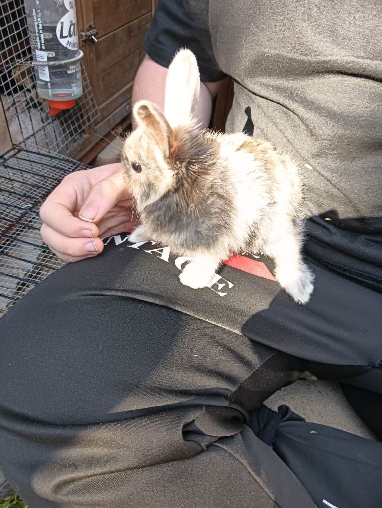 Baby rabbits 