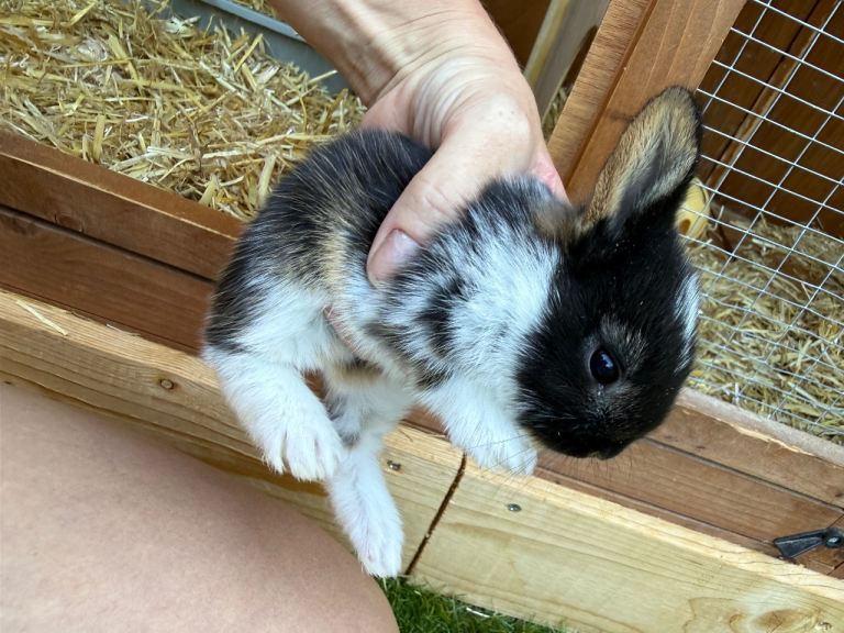English spot x Dutch mop baby bunnies 
