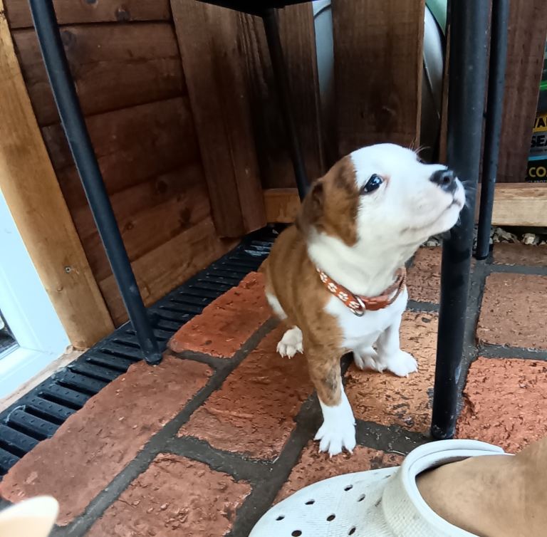 Staffy x Terrier in Walsall 1 boy and 1 girl ready to go 