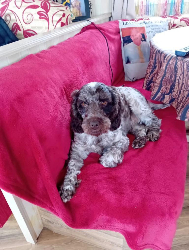 Cockapoo Pups for Sale