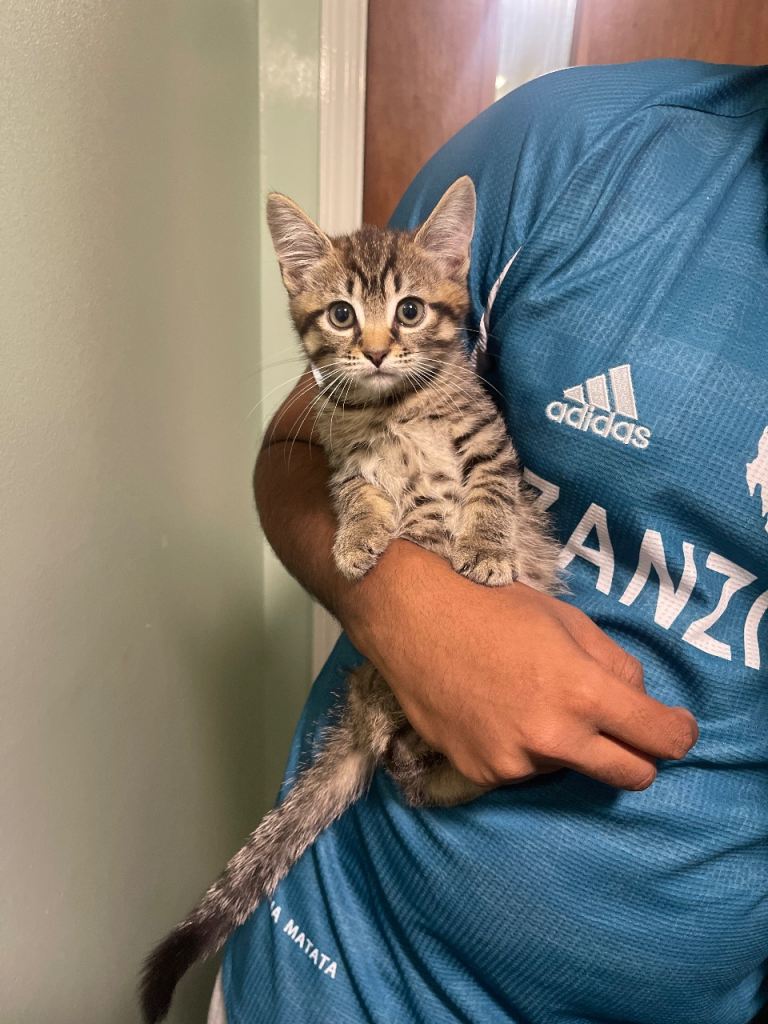 9 week kittens for sale Mixed Breed Mixed Colour