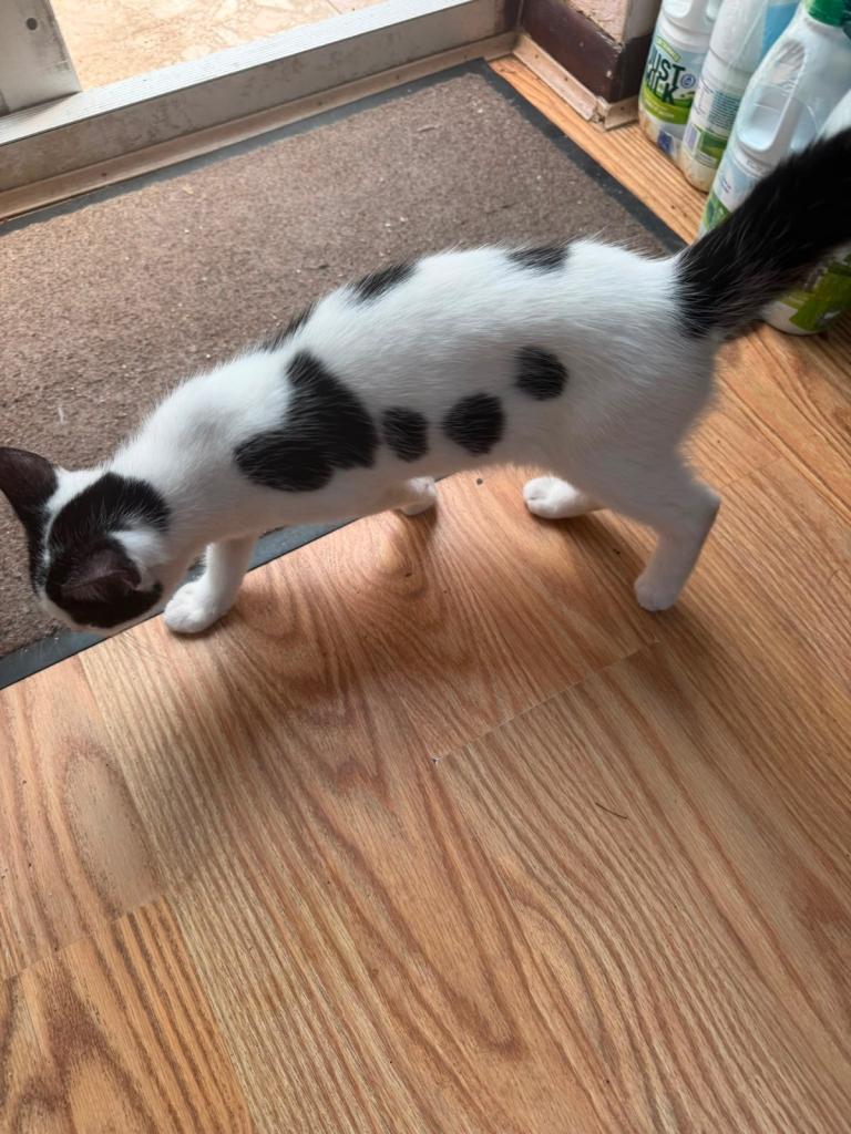 Lovely kitten