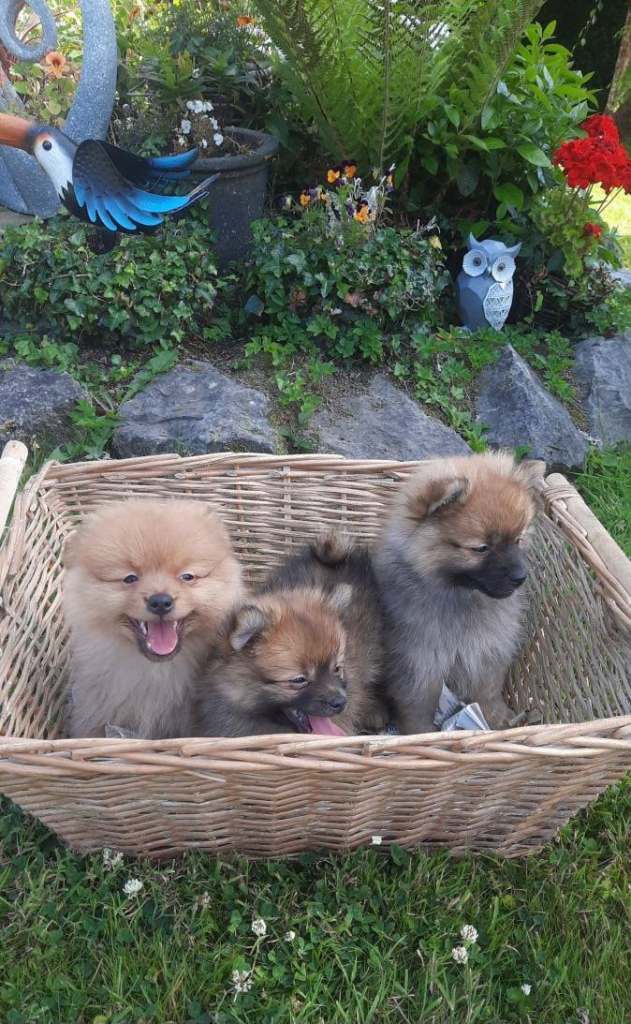Mini Toy Pomeranians 