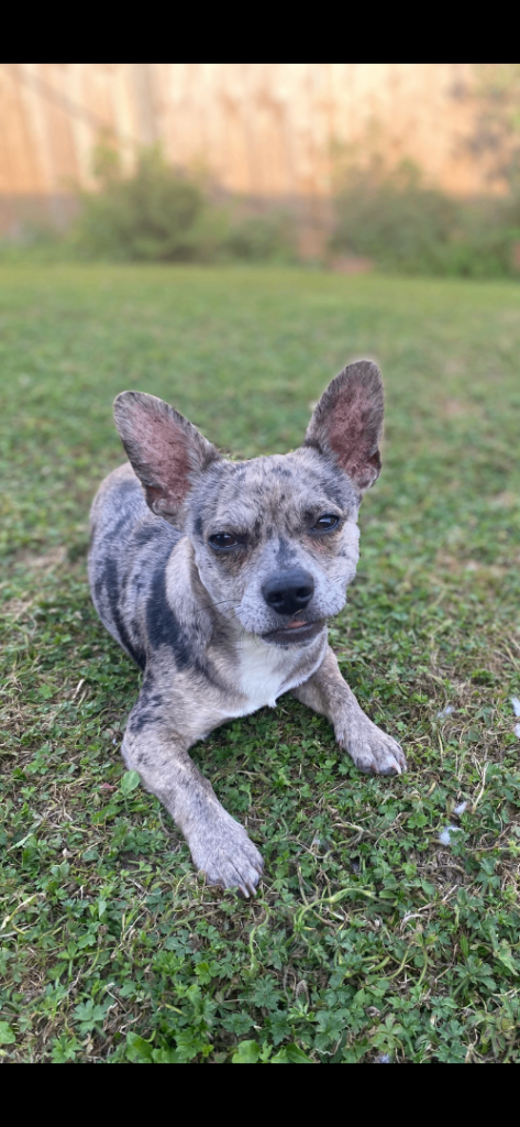Chihuahua/french bulldog young dog/ puppy