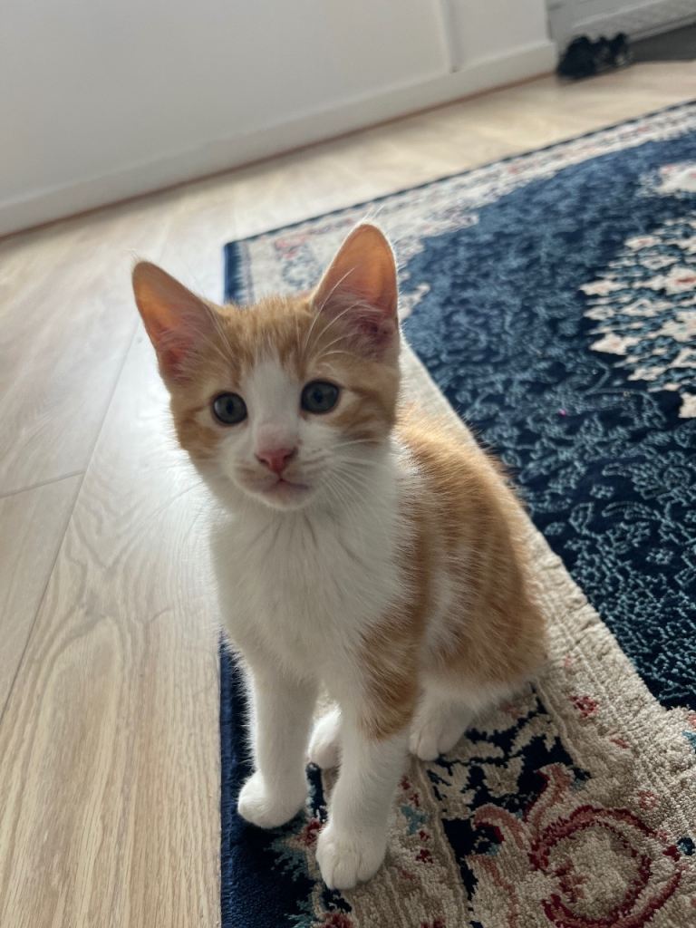 Cat 