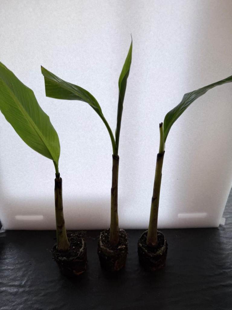 Musa basjoo banana plug plants  🍌 