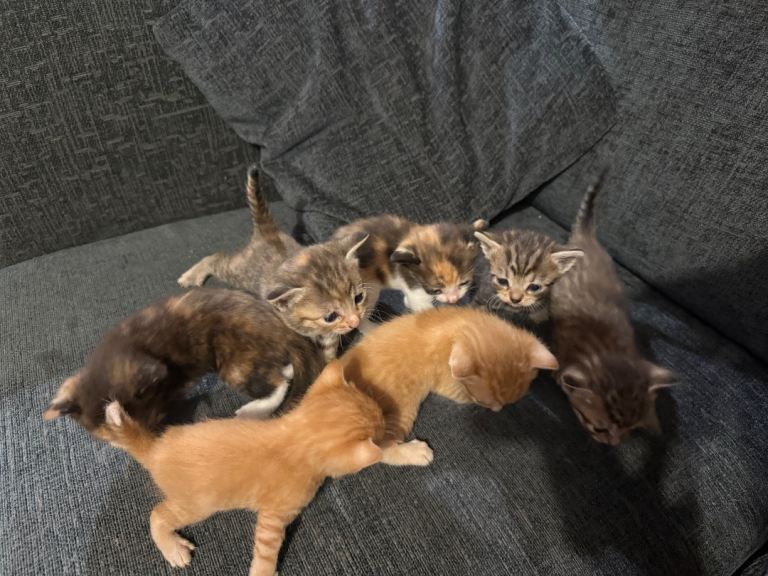 Kittens 