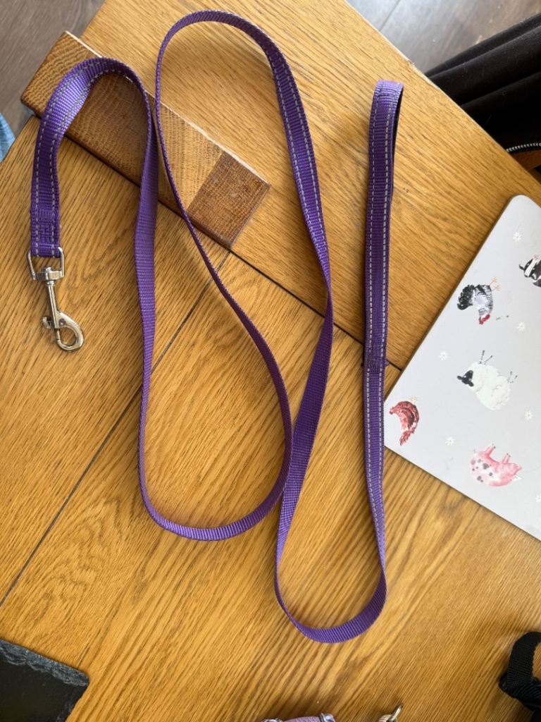 Long purple dog lead, padded handle 