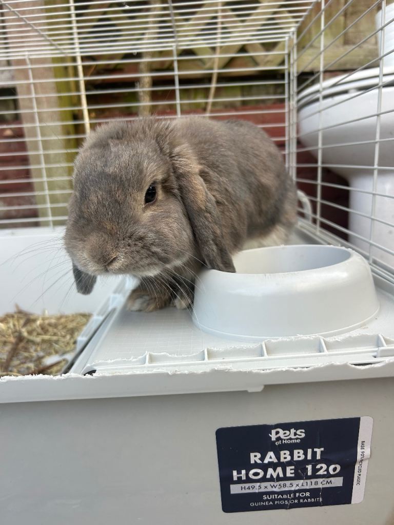Mini loop 8mnths old bunny with cage 