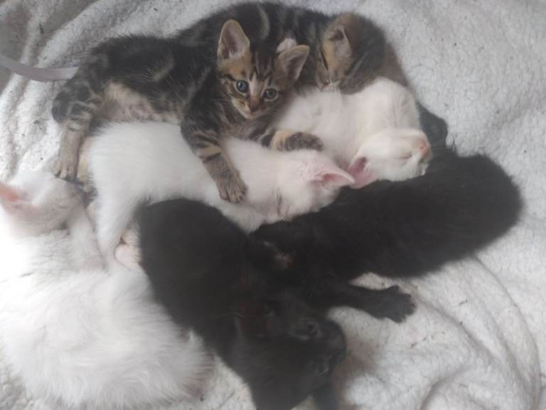 Adorable mixed litter Kittens Ready to leave Mixed litter long haired white and black and Tabby's 
