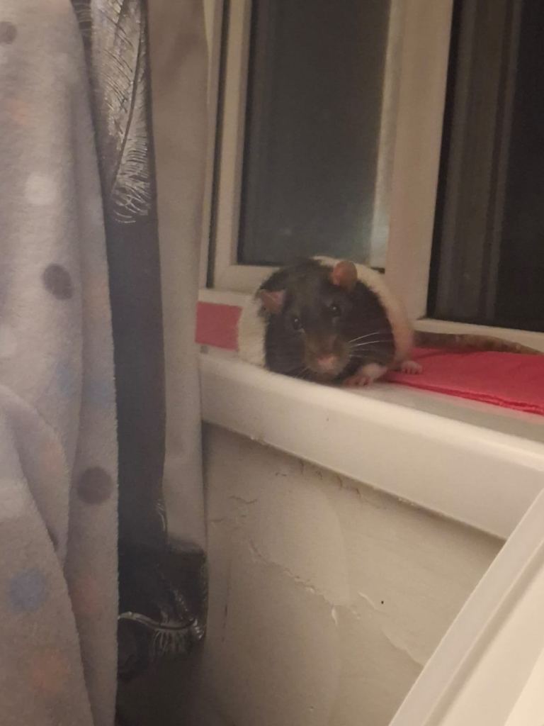 2x male rats 2 double cage